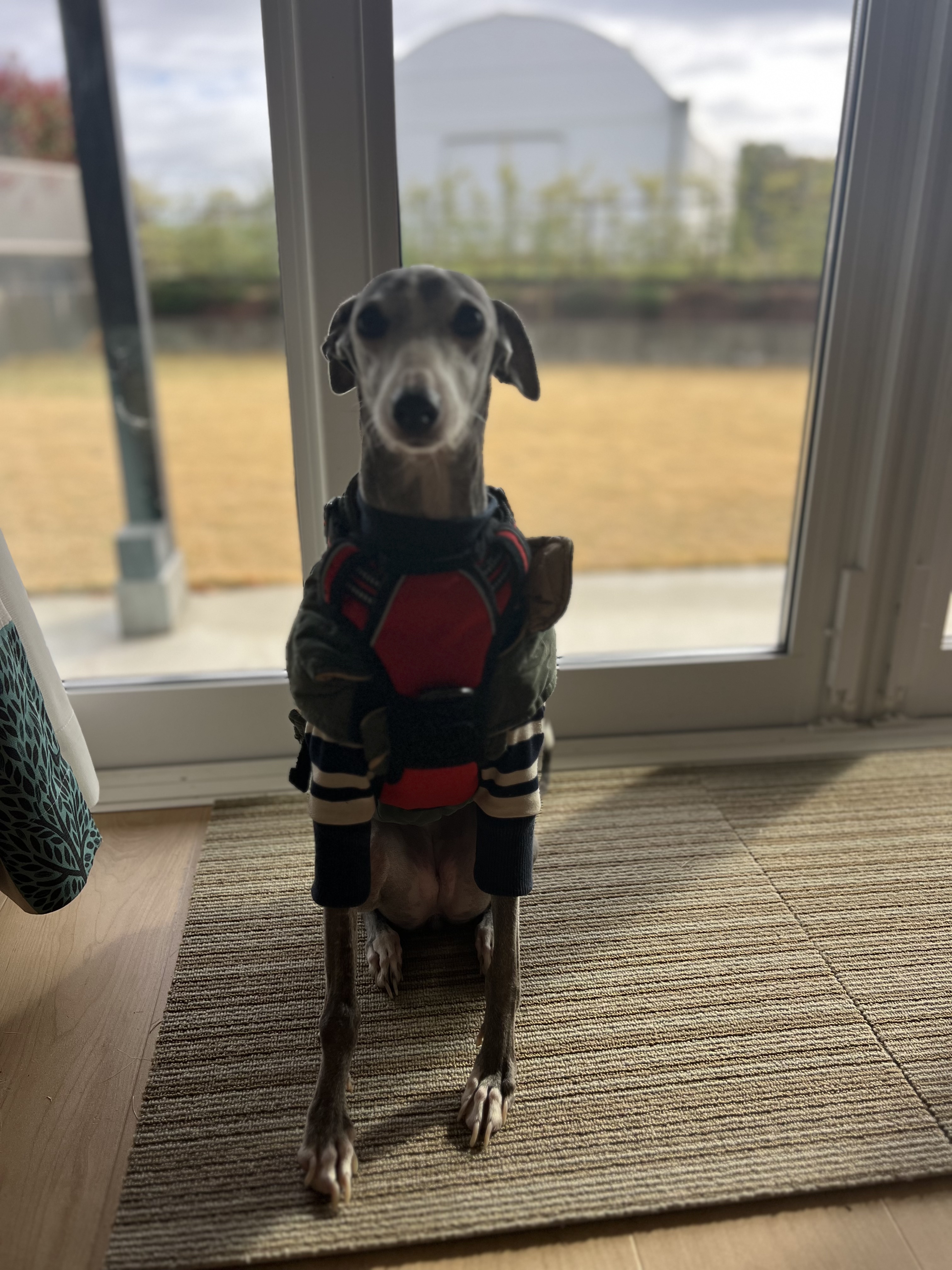 Pet anime transformation – before